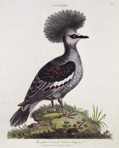 Great Crested Indian Pigeon by English School